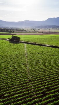 Rows of grapevines in Italian vineyard, aerial view. Agricultural region near Lake Garda