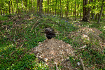 Fototapeta premium Terrier de blaireau ou de renard en forêt