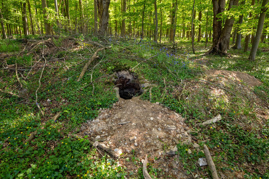 Terrier de blaireau ou de renard en for&ecirc;t