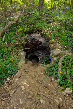 Terrier de blaireau ou de renard en for&ecirc;t. Avril 2026