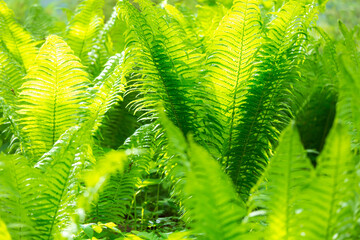 Close-up of fern in lush green forest. Botanical texture,   natural background. © lizavetta