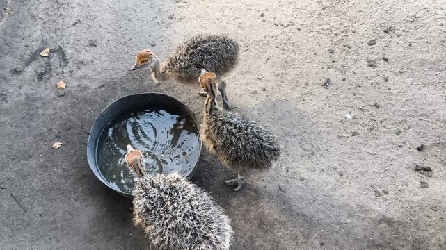 Close up of baby ostriches drinking water from a bowl at an ostrich farm. Cute young birds showing natural behavior in a rural farming environment during daylight.