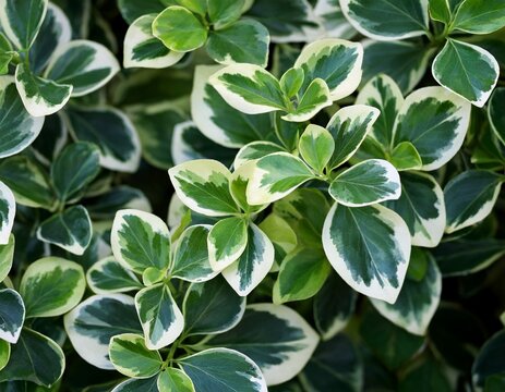 euonymus fortunei emerald gaiety with green and white leaves natural background