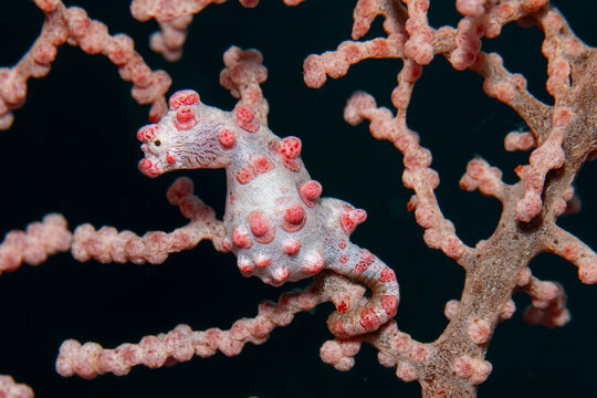 Pygmy Seahorse