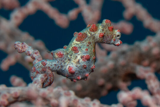 Pygmy Seahorse