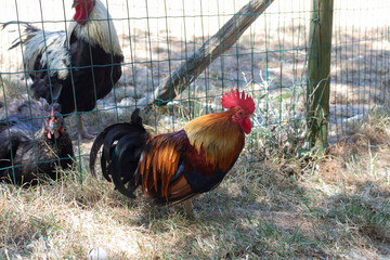 The rooster in the farm © Irina