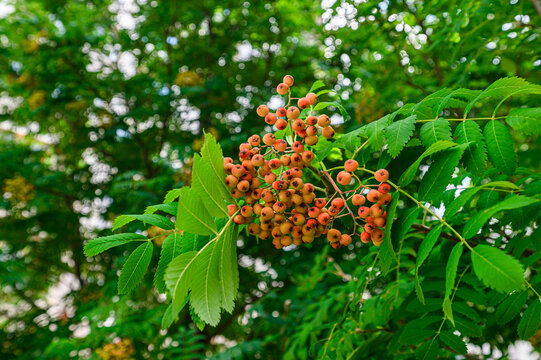 cluster of ripe rowan berries in warm orange‑red hues, surrounded by vibrant green pinnate leaves. softly blurred background highlights the natural texture and color contrast.