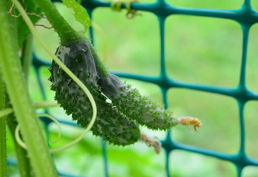 Cucumber crooking in Garden Trellis, Potassium deficiency 