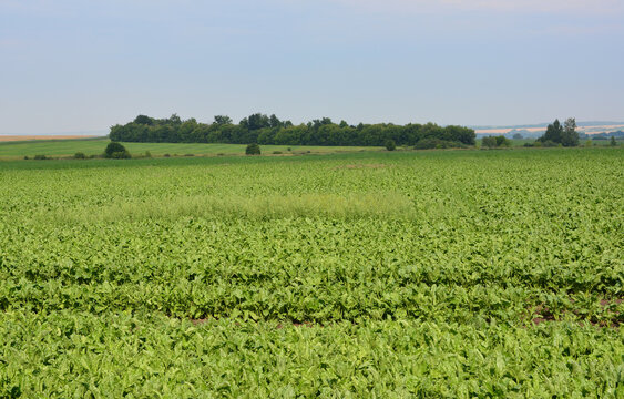 Green sugar beet Field with Trees in the Distance