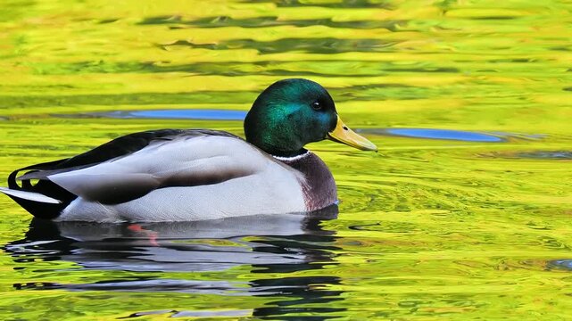 Male mallard duck swimming with authentic natural quacking sound background