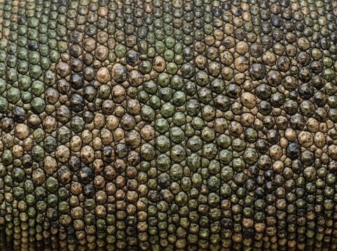 High definition macro photograph of seamless lizard scale texture