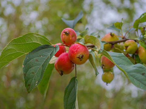 Close up of small red crabapples ripening on a tree branch in a garden
