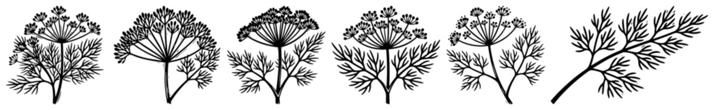 Dill plant and fennel herb vector set, umbellifer wildflower silhouettes, garden culinary herbs illustration
