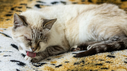 A light-colored lynx point cat with inflamed eyes rests on a leopard-patterned fleece blanket while carefully licking its front paw to groom. © Dmitry