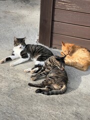 Group of Relaxed Cats Resting Together on Concrete Beside a Wooden Deck © seunghoo