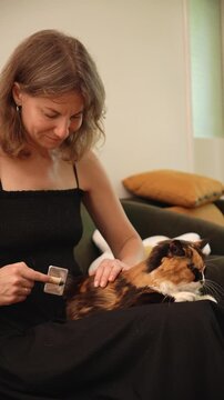 Woman grooming a long haired calico cat using a slicker brush at home. Everyday pet care scene highlighting coat maintenance, hygiene, and responsible ownership