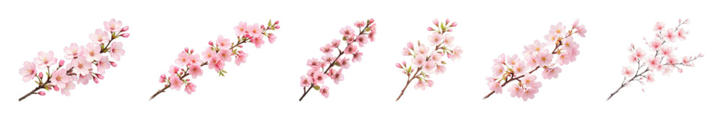 Fototapeta premium PNG Delicate pink cherry blossoms arrangement on transparent background