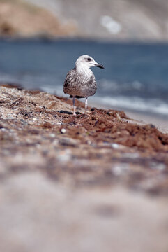 A young seagull stands on a sandy shore among seaweed and shells, with the calm blue ocean blurred in the background, evoking coastal solitude and natural seaside life.