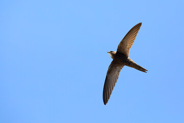 Jerzyk blady (Apus pallidus) w locie na tle błękitnego nieba, Chania, Kreta. © Grzegorz