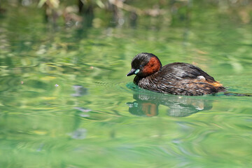 Perkozek zwyczajny (Tachybaptus ruficollis) w szacie godowej pływający w czystej wodzie z odbiciem lustrzanym. © Grzegorz