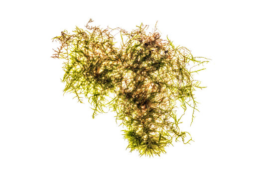 Irregular cluster of green and brown forest moss with delicate branching texture, isolated on a transparent background.
