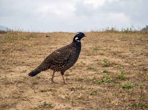 A male black francolin bird standing alert in a grassy field with white spotted plumage photography