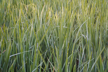 Fototapeta premium Close-up of dew-covered green grass blades in a natural field, capturing morning freshness and organic texture for nature-themed projects, featuring intricate plant details.