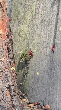 A group of red Pyrrhocoris apterus worms crawling on rough boards and ground covered with dry leaves on a sunny day in a nature park.