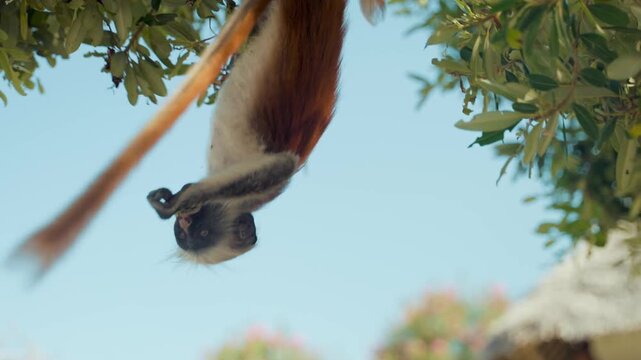 Monkey hangs upside down from a leafy branch while reaching out towards the foliage, showcasing its agile movement in a lush green natural habitat under a bright and clear sky during the daytime sun.