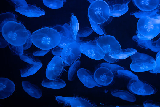 Quallen im Aquarium