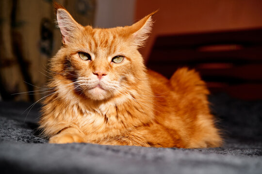 A warm, orange ginger cat lounges on a plush blanket, gazing softly at the camera. Perfect for cozy home, pet care, and feline comfort themes.