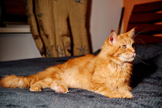 A fluffy orange cat lounges on a dark blue bed, gazing toward the right. The scene conveys warmth, domestic comfort, and quiet companionship within a cozy home environment.