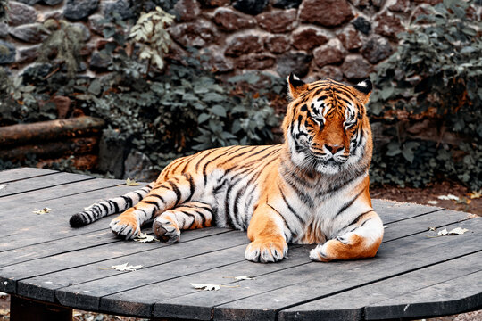 A calm tiger lounges on a rustic wooden table within a lush garden. The majestic big cat looks relaxed, blending warm orange fur with leafy surroundings in a tranquil, natural scene.