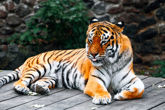 A majestic tiger rests on a wooden platform, displaying bold orange fur with black stripes. Calm and regal, the big cat surveys its surroundings in a natural outdoor setting.