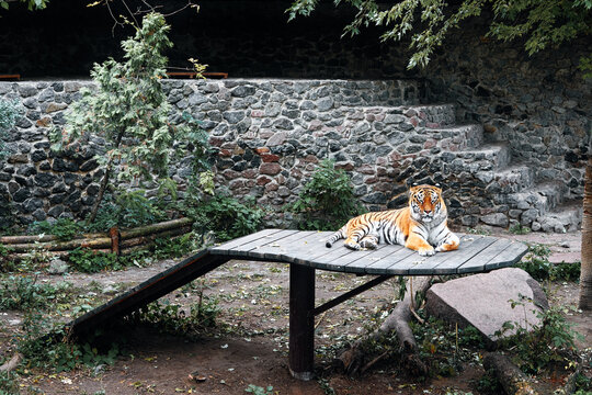 A Bengal tiger lounges on a circular wooden platform inside a zoo enclosure, surrounded by a stone wall, steps, and leafy greenery. A calm, majestic moment highlighting wildlife and habitat.