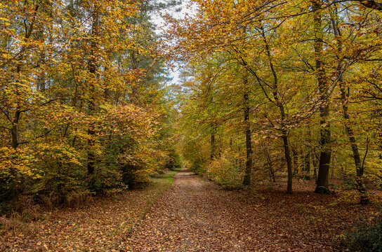 Chemin de for&ecirc;t en automne. Sous-bois de h&ecirc;tres. Couleurs jaunes
