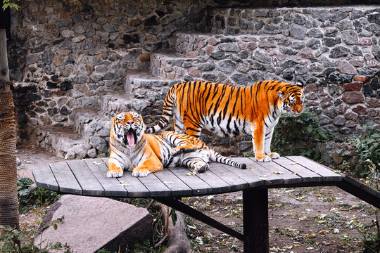 Two tigers on a wooden platform beside a stone wall; one lounges with open mouth, the other gazes outward. A rustic, natural wildlife scene that conveys power and calm.