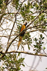 Obraz premium Blue-and-yellow macaw (Ara ararauna) perched in a tree in the Cuyabeno Wildlife Reserve, outside of Lago Agrio, Ecuador