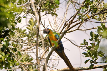 Obraz premium Blue-and-yellow macaw (Ara ararauna) perched in a tree in the Cuyabeno Wildlife Reserve, outside of Lago Agrio, Ecuador