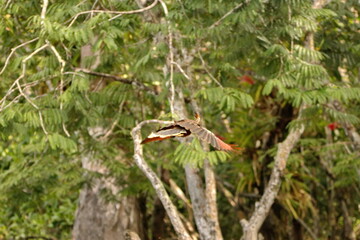 Fototapeta premium Hoatzin (Opisthocomus hoazin) iin flight n the Cuyabeno Wildlife Reserve, outside of Lago Agrio, Ecuador