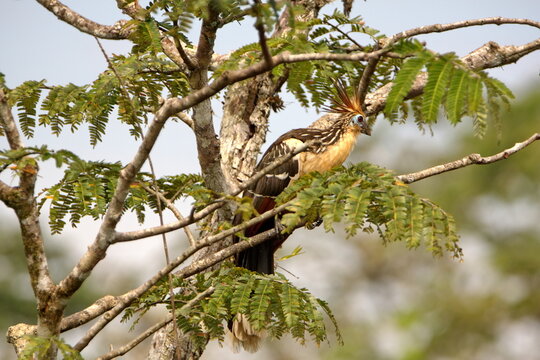 Hoatzin (Opisthocomus hoazin) perched in a tree in the Cuyabeno Wildlife Reserve, outside of Lago Agrio, Ecuador