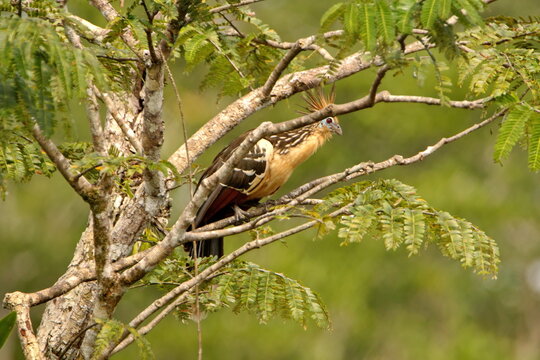 Hoatzin (Opisthocomus hoazin) perched in a tree in the Cuyabeno Wildlife Reserve, outside of Lago Agrio, Ecuador