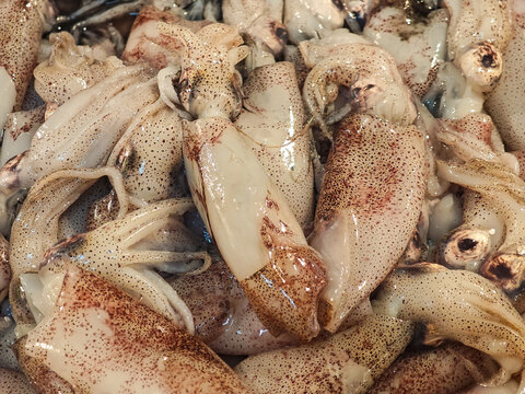 Fresh squid with speckled skin and glistening texture piled together, ideal for seafood markets or culinary content. Close-up shot highlights natural details and freshness.
