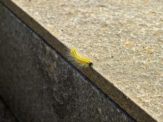 Close-up of a fuzzy yellow caterpillar crawling along a textured concrete edge under bright sunlight, showcasing natural insect detail and urban environment contrast, elegantly showcasing outdoor. © Pernandi Imanuddin