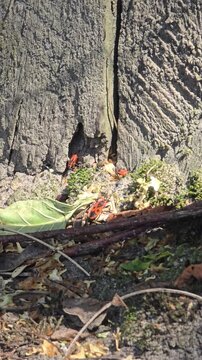 A group of red Pyrrhocoris apterus worms crawling on rough boards and ground covered with dry leaves on a sunny day in a nature park.