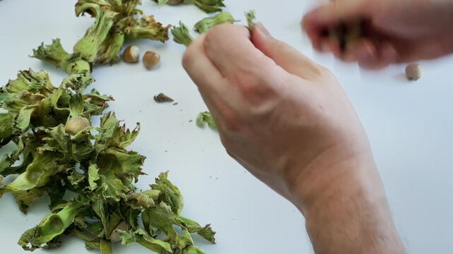 Hands Peeling Fresh Hazelnut Husks on White Background