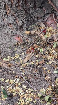 A group of red Pyrrhocoris apterus worms crawling on rough boards and ground covered with dry leaves on a sunny day in a nature park.