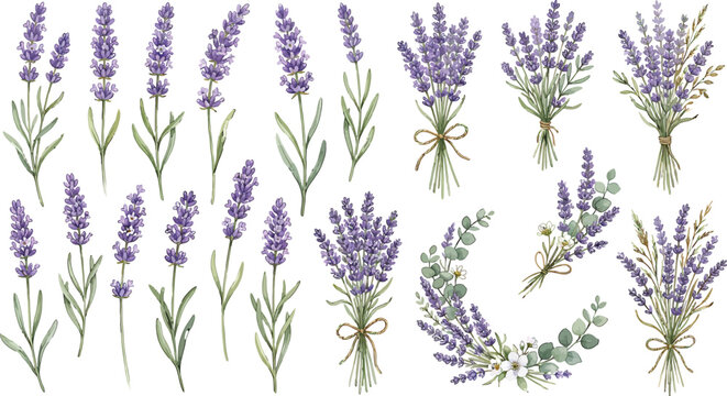 Watercolor lavender flower collection with floral bouquets and stems isolated on a white background vector illustration