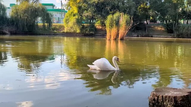 Graceful White Swan Swimming on Calm Lake in Park at Sunset. White Mute Swan Floating on Water Surface in Scenic Pond