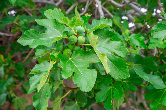 Close-up view of a cluster of young green unripe figs growing on a tree branch surrounded by vibrant green lobed leaves in an outdoor garden.